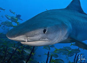Tiger Sharks are always very curious and like to nose aro... by Steven Anderson 